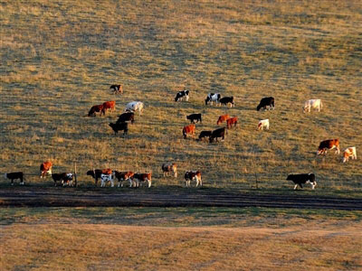 Grassland scenery in China's Inner Mongolia