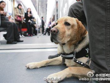 Weibo users welcome guide dogs into Beijing Metro