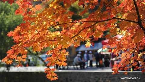 Maple leaves attract tourists in NE China