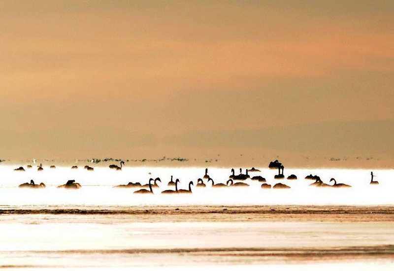 Holy swans swim in Qinghai Lake