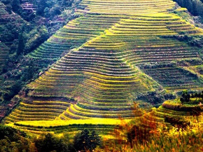 Scenery of terraced fields in Longsheng, China's Guangxi