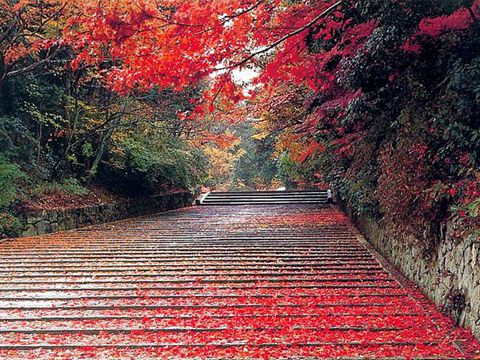 Best places to get a view of Beijing’s autumn red leaves