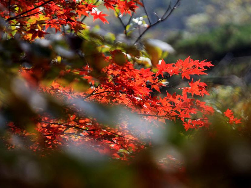 Red autumnal leaves at Huangshan