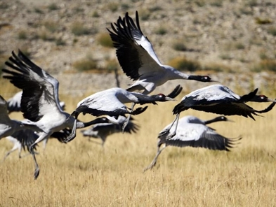 Photos: Black-necked cranes in Tibet