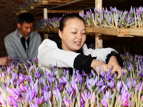 Harvesting saffron in China's Fujian