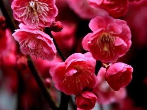 Plum blossoms in Anhui province