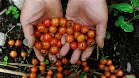 Tons of Cherries Rotted in Village of Ya'an