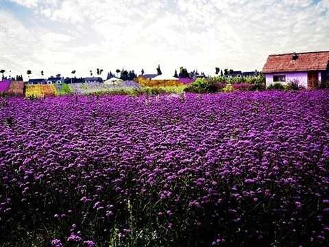 Inhale the romance of lavender