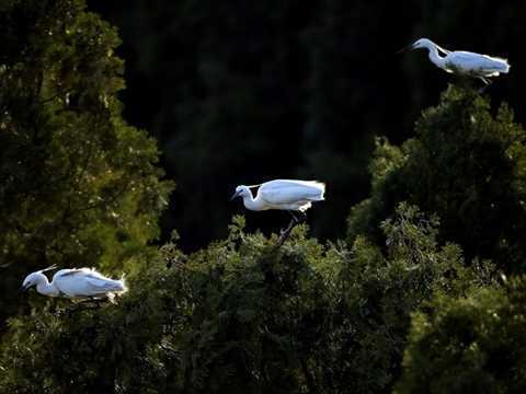 White egrets seen at Tianmahu scenic resort in Hebei