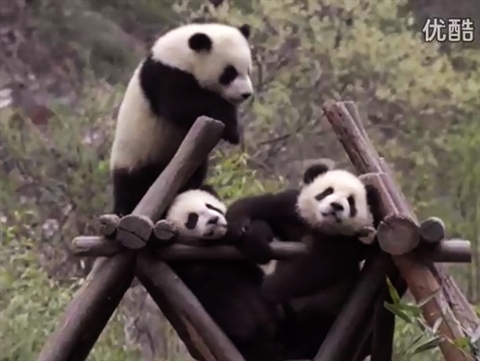 Wild China 5: Land of the Panda
