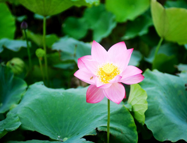 Lotus flowers blossom in Lianhua, China's Jiangxi