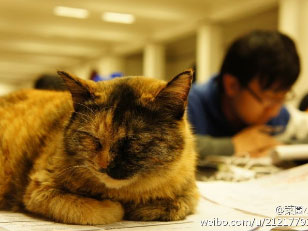 Death of Tsinghua's "Cat Curator" triggers renewed calls for animal welfare legislation