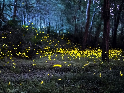 Come and see fireflies in Nanjing this summer