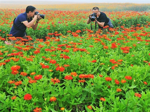 colorful flowers and insects in Changchun, Jilin Province