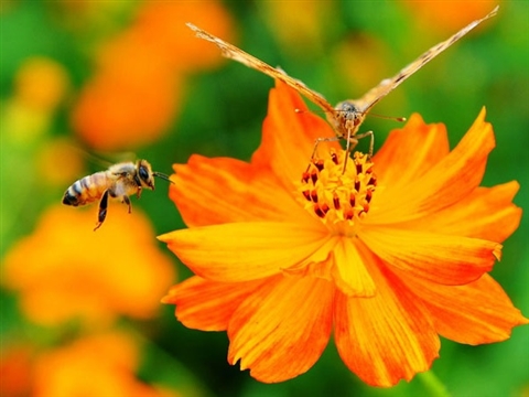 colorful flowers and insects in Changchun, Jilin Province