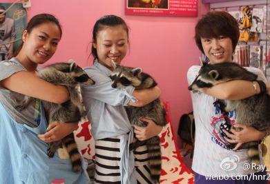 Pet raccoons coming to China: a perfect match or a recipe for trouble?