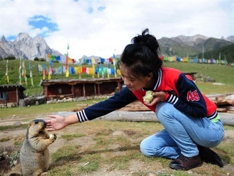 Adorable! Marmots get along well with herdsmen