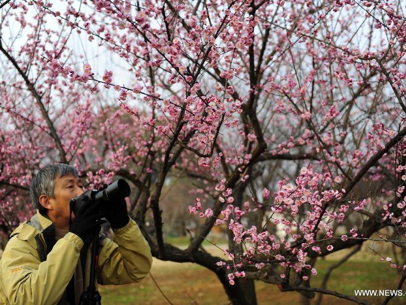 3000 plum trees in full blossom in C China