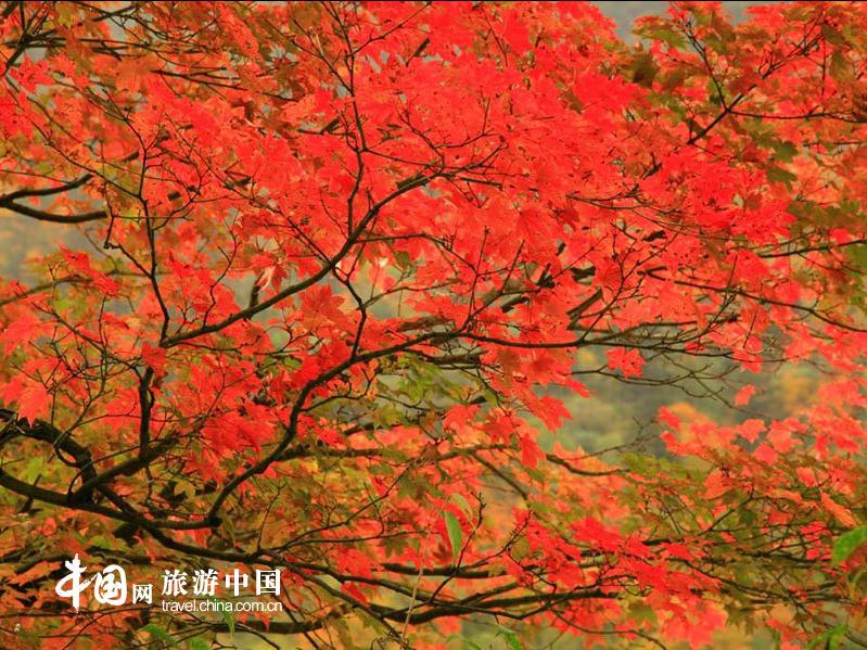 Picturesque scenery of Mount Emei in golden autumn