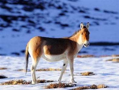 Wild animals in Tibet