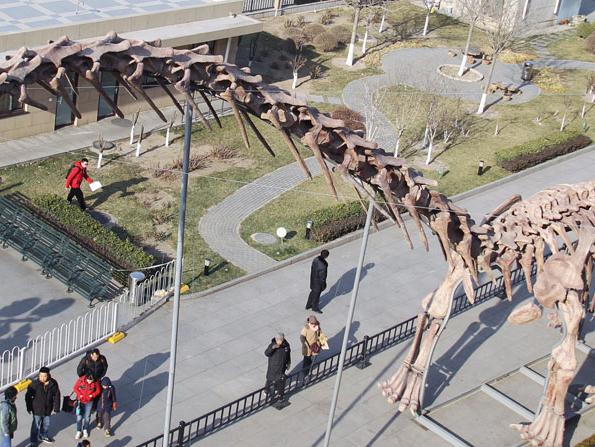 World's biggest dinosaur skeleton shown in Beijing