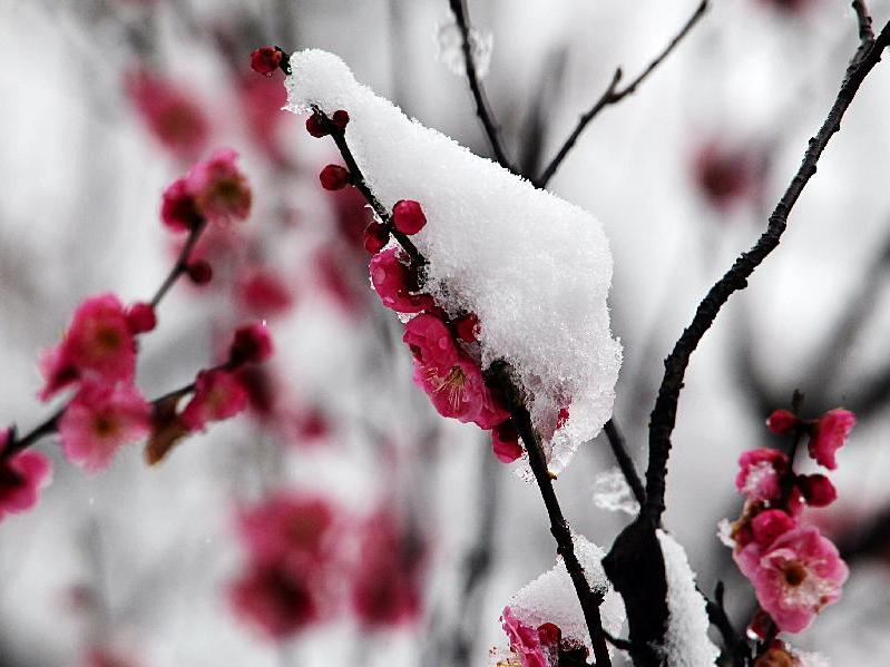 Plum blossoms in snow in China's Nanjing