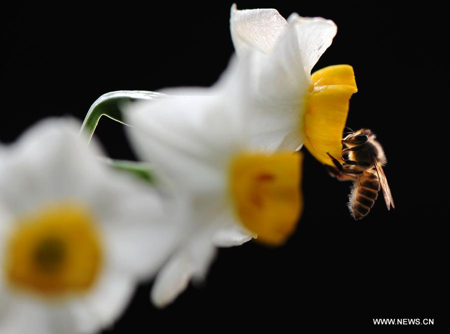 Close-up view of bees collecting honey among flowers