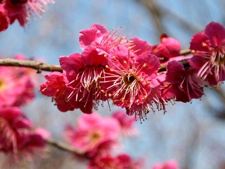 Best places to enjoy plum blossoms