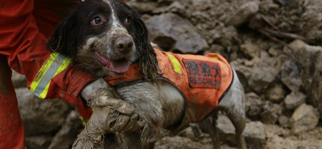Wounded sniffer dogs search for bodies at landslide site