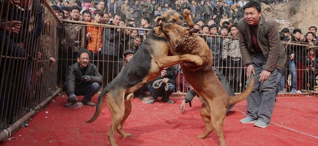 Villagers ring in New Year with dogfight match