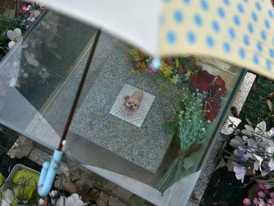 Are China's pet cemeteries cause for grave concern?