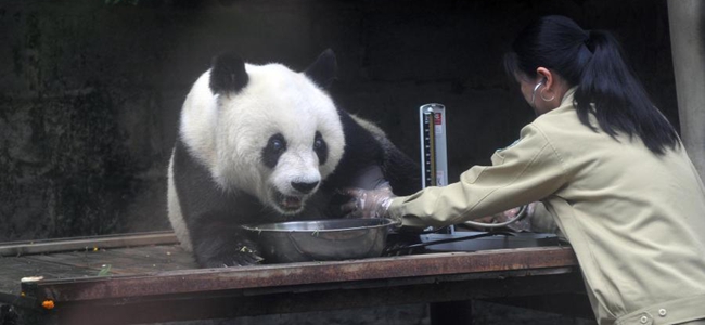 China's oldest panda celebrates 35th birthday