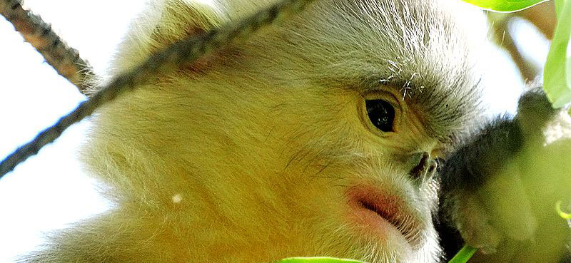 Yunnan golden hair monkey