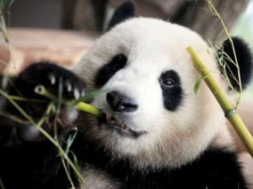 Chinese firm to recycle 'panda poo' into tissue paper