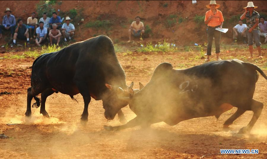 "Bull fight" event performed in E China