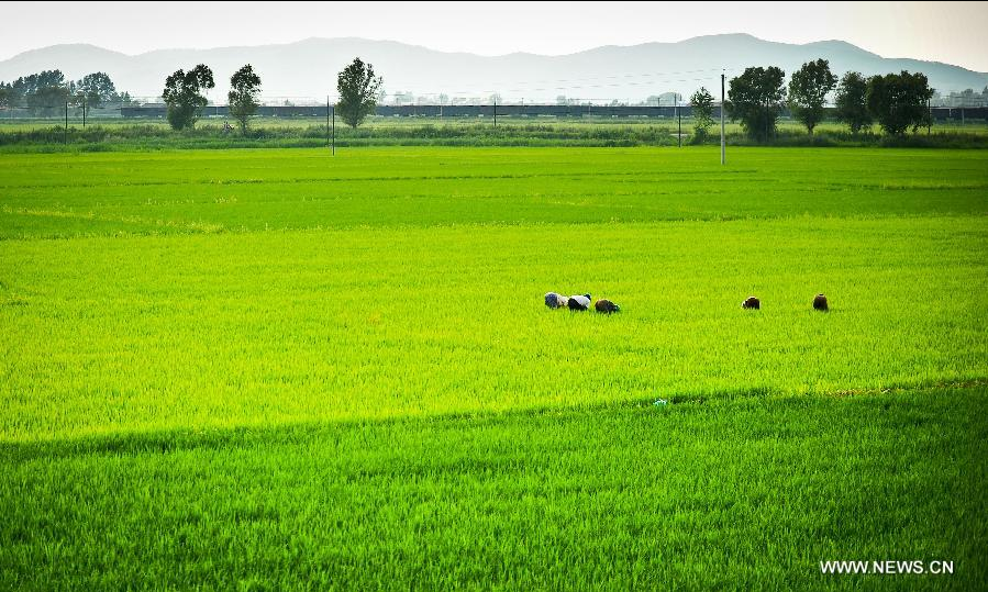 Rice field scenery in NE China's Jilin